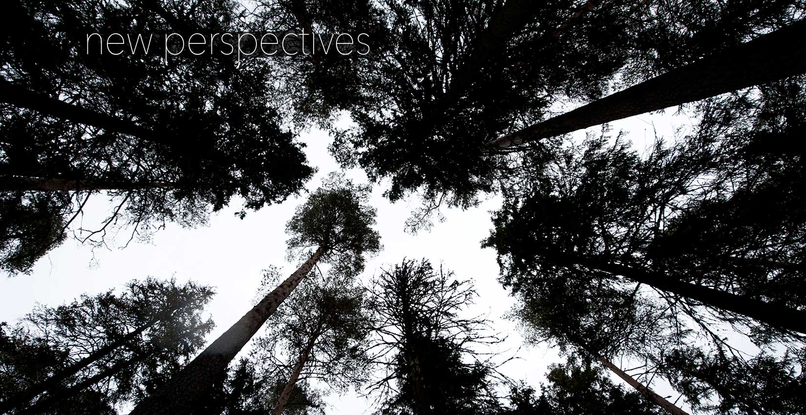 black and white photo of trees by Paul Marshall