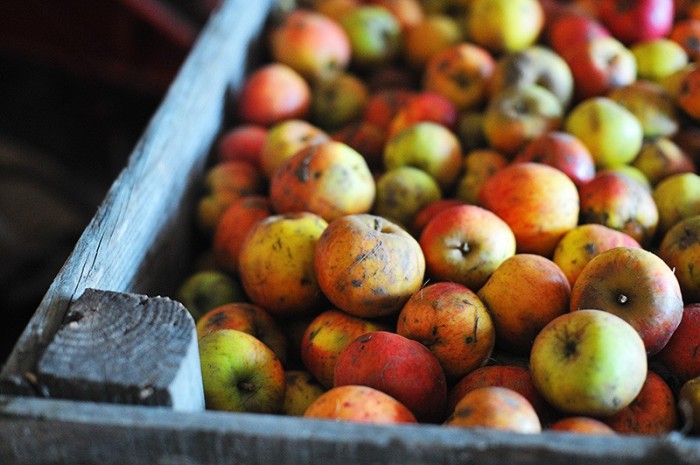Apples for calvados, Normandy. Fotograf Paul Marshall