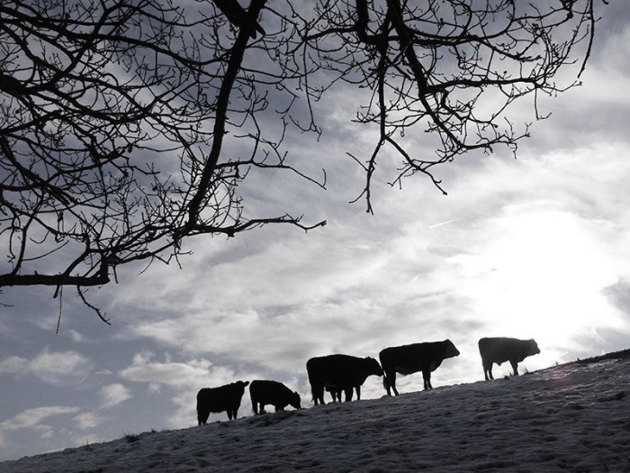 Cows in landscape UK. Photographer Paul Marshall