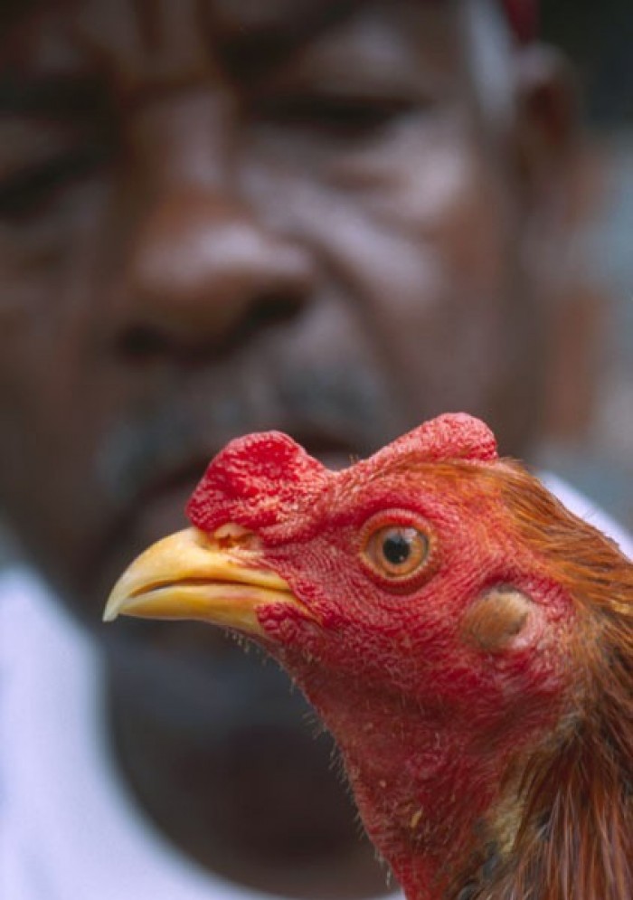 Cockfighter, Martinique. Photographer Paul Marshall